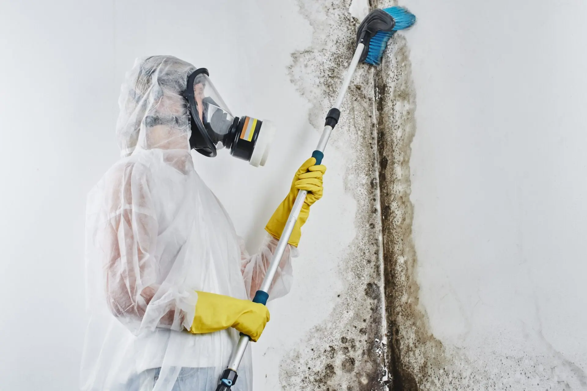 Mould inspection deal canberra 